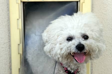 Dog Door Repair Thumbnail